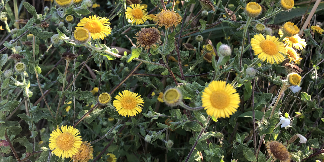 Pulicaire dysentérique